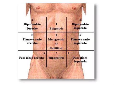 Anatomia Topografica Ppt Descarga Gratuita