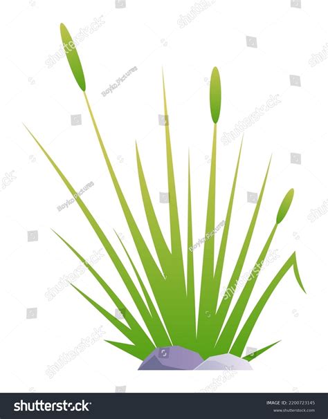 marsh plant with triangular stem 4