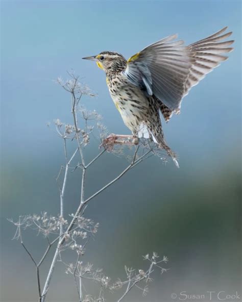 Western Meadowlark Facts Diet Habitat And Pictures On Animaliabio