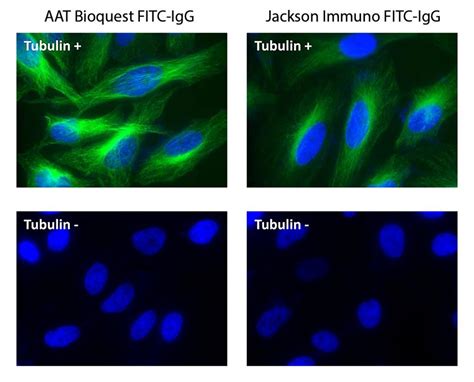 Readilink™ Rapid Fitc Antibody Labeling Kit Microscale Optimized For Labeling 50 μg Antibody