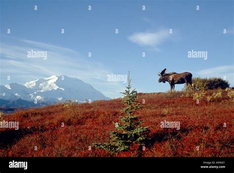 Alaska Moose Tundra Moose Yukon Moose Alces Alces Gigas Bull With