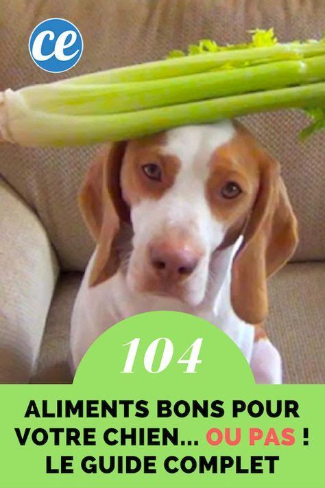 Quels Sont Les Aliments Que Peut Manger Un Chien Le Guide Pratique