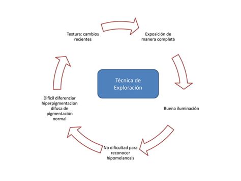 Piel Y Anexos Ppt