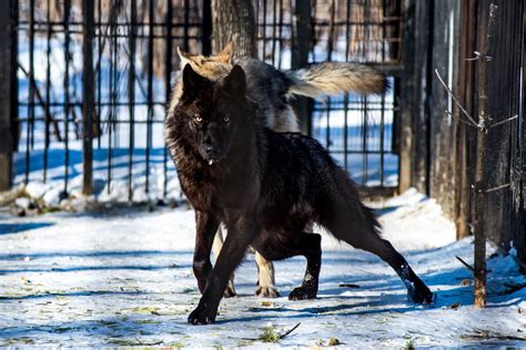 sutil Malawi preparar perro negro lobo oxígeno a pesar de Amigo