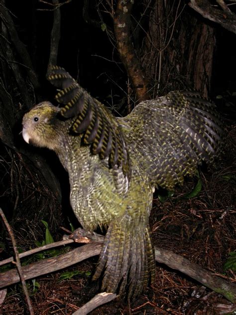 Kakapo | New Zealand Birds Online in 2023 | Kakapo, Birds, Bird drawings