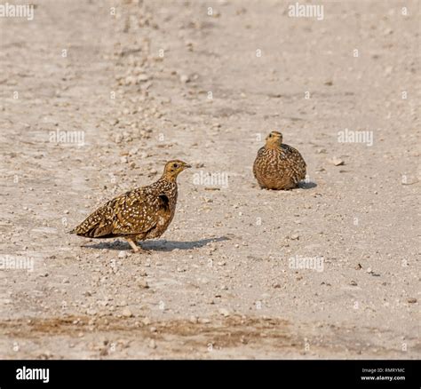 Female Burchells Sandgrouse In Namibian Savanna Stock Photo Alamy