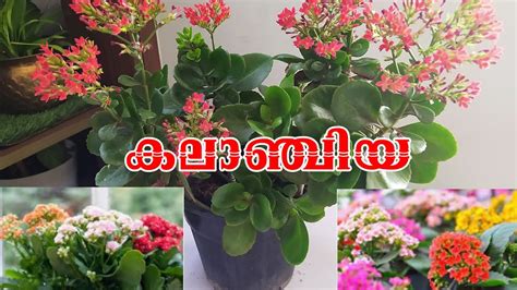 കലഞചയ OR കലഞച പരചരണ Kalanchoe plant complete care in