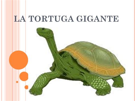 De Repuesto Becks Patria La Tortuga Gigante Hora Consultar Curva