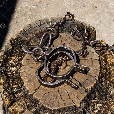 Old Shackles On A Stump Old Shackles Attached To The Chain To The Log