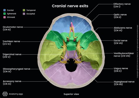 Cranial Nerves Encyclopedia Anatomyapp Learn Anatomy 3d Models