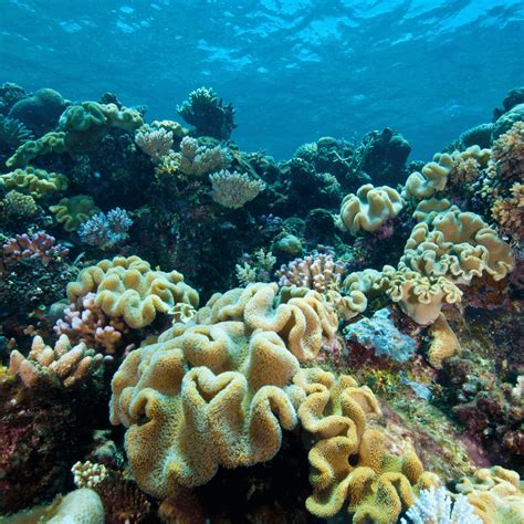 Why Restoring Coral Reefs Is So Important Ecoya Australia