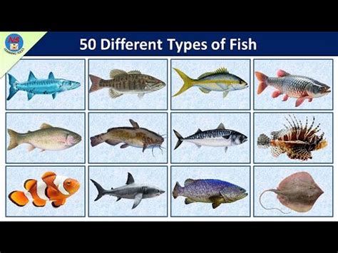 Types Of Fish Fish Vocabulary L Fishes Name In English With