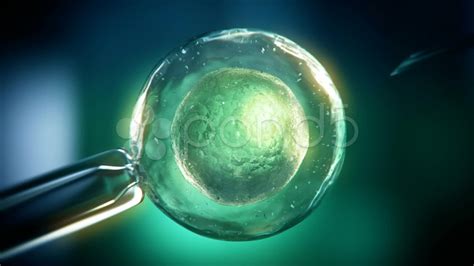 Ivf In Vitro Fertility Gene Therapy Dna Bank Human Egg And Sperm 3d