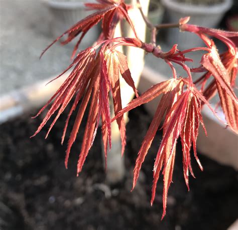 Acer Palmatum Red Pygmy Japanese Maple Spring Japanese Maple Garden Japanese Maple Acer