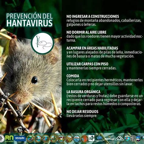 Parque Nacional Nahuel Huapi Solo Huellas Hantavirus Prevenir