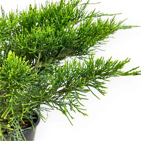 Juniperus Chinensis Ginepro 44 Cm