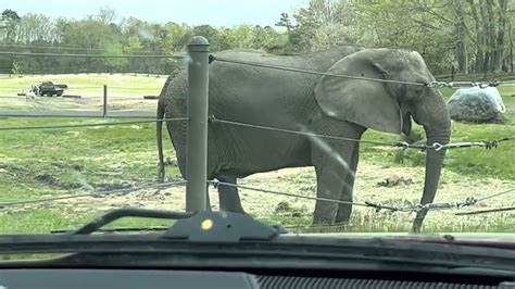 Six Flags Great Adventure Wild Safari Lovelove Holmes YouTube