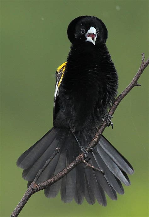 White Winged Widowbird Euplectes Albonotatus ©wikic Lees