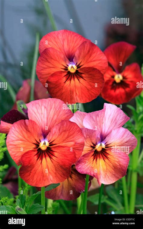 Pansies Stock Photo - Alamy