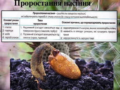 Презентація на тему " Насінина " | Презентація. Біологія