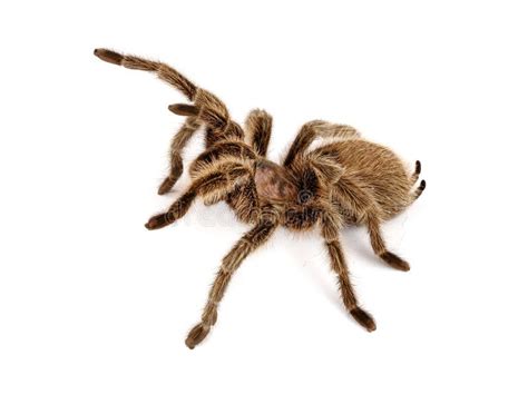 Chilean Rose Hair Tarantula Stock Image Image Of Animal Venomous