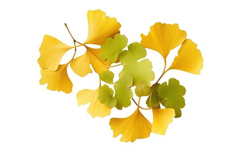 Ginkgo Biloba Leaves Isolated On Transparent Background Png File Cut