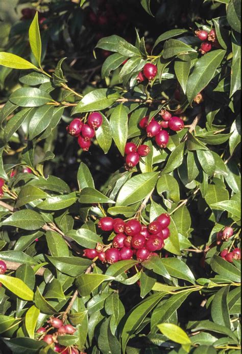 Syzygium Australe