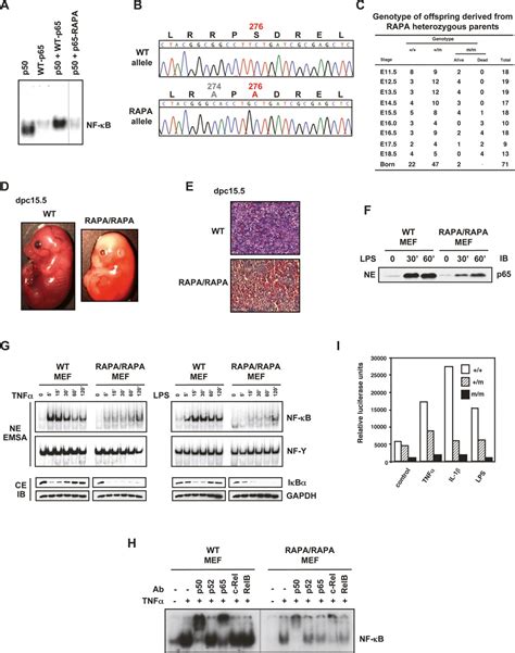 Repression Of Gene Expression By Unphosphorylated Nf κb P65 Through