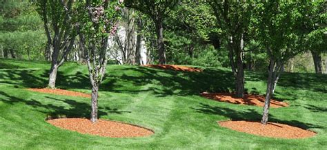 How To Properly Mulch Around Your Trees Hometown Tree Experts