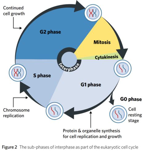 Mitosis And Meiosis Flashcards Quizlet