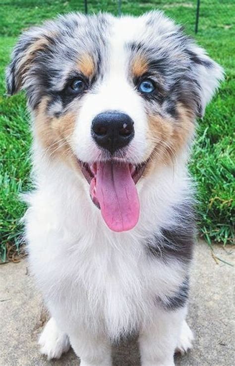 Épinglé Par Linda Sims Sur ♥ Australian Shepherds ♥ Berger Australien