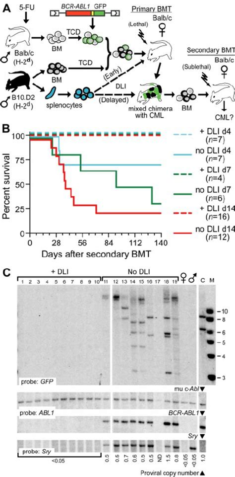 Cotransplantation Of Allogeneic Splenocytes With Bcr Abl1 Transduced Download Scientific