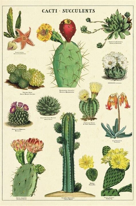 Cavallini Co Cacti Succulents Vintage Style Postcard Set Ebay