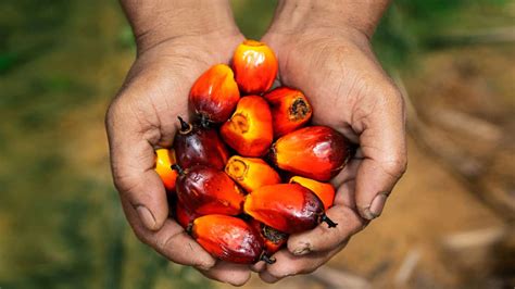 3f Oil Palm To Set Up Integrated Oil Palm Factory At Roing In Arunachal