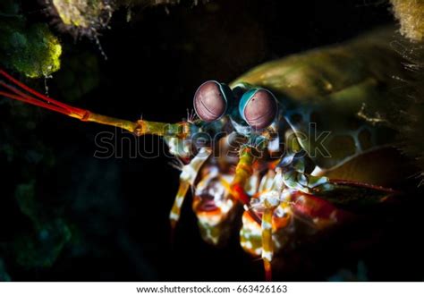 Odontodactylus Scyllarus Known As The Peacock Mantis Shrimp Harlequin