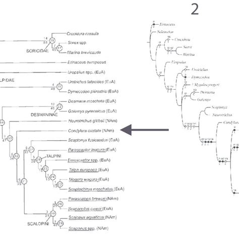 1, Talpidae phylogeny resulting from a parsimony analysis based on 157... | Download Scientific ...