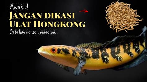 Manfaat Ulat Hongkong Untuk Ikan Channa Maru Youtube