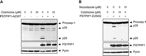 Pyrin Activates The ASC Pyroptosome In Response To Engagement By