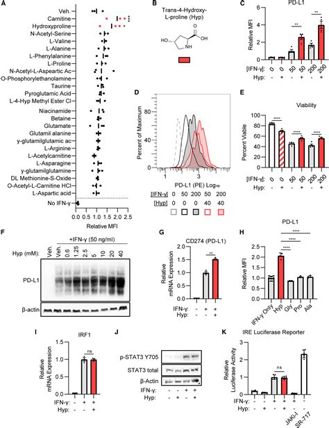 Hydroxyproline Metabolism Enhances Ifn γ Induced Pd L1 Expression And Inhibits Autophagic Flux