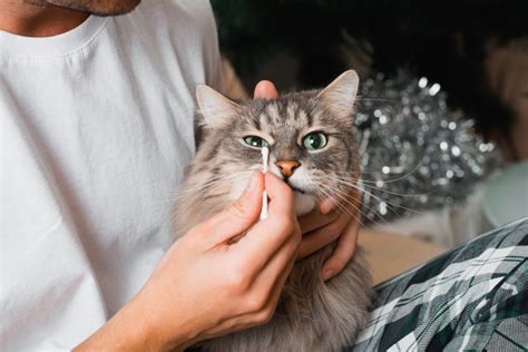 Polmonite Gatto Cosa La Provoca Sintomi E Come Si Cura