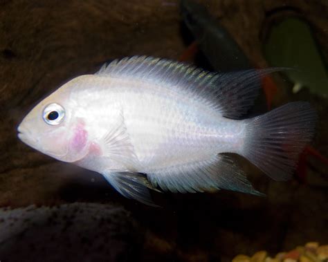 Pink Convict Cichlid Amatitlania Nigrofasciata