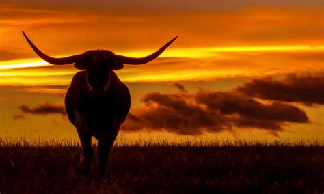 Discover The 5 Largest Animals In Texas And Where Youll Find Them A