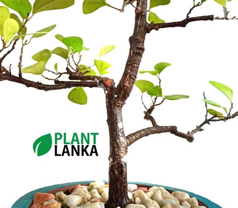 Etisalat එටිසලාට් Indoor Plant 5 6 Years Old Plant Lanka
