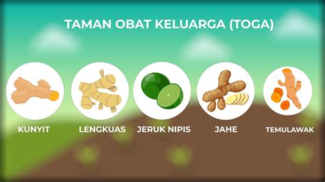 Toga Tanaman Obat Keluarga Animasi D Youtube