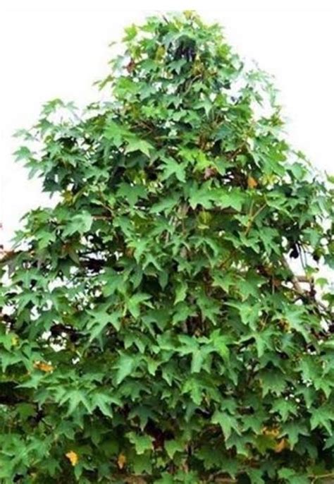 guenluek agaci nedir linc heap haber ve blog