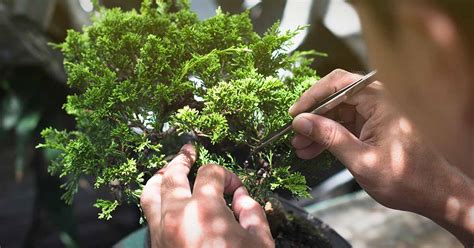 Pruning Bonsai 101: How to Shape Your Plants