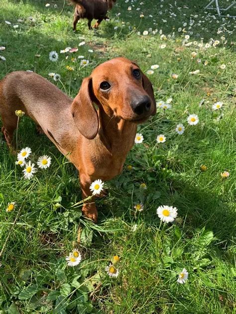 Chien Teckel Poil Ras Pin Up De La Clairiere Aux Cerfs