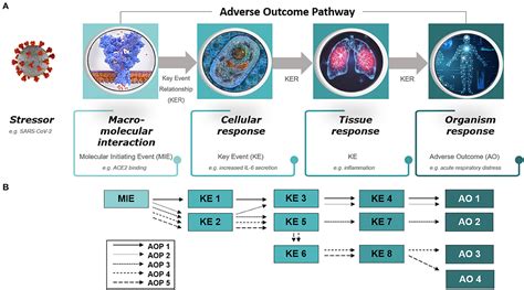 Frontiers Systematic Organization Of Covid 19 Data Supported By The