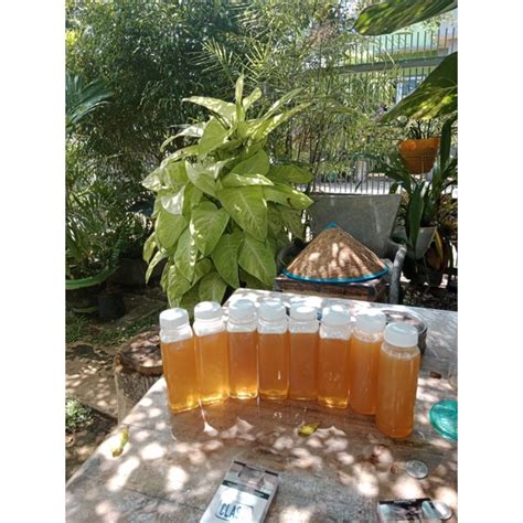 Jual MADU KLANCENG BAMBU ASLI MURNI 100 Lebah Apis Trigona WILD BEE