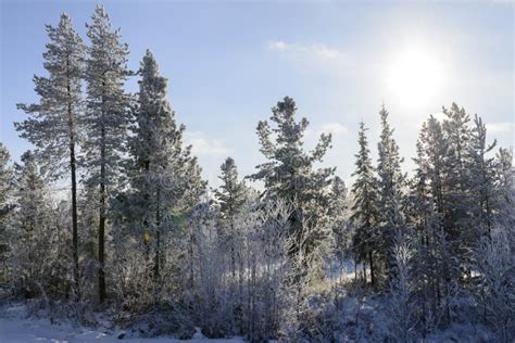 Forest Landscape In Autumn In The Russian Taiga Stock Image Image Of